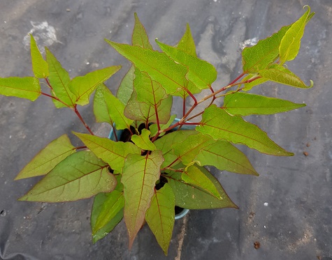 Rare Japanese knotweed hybrid