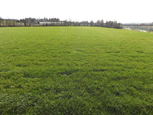 Axminster Town FC new main pitch with Rigby Taylor R140 mix sown by contractors Gartell and Son in February 2014