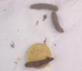 Alan Abel from Complete Weed Control says that he is finding grubs as long as one pound coins