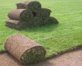 Turf company fined