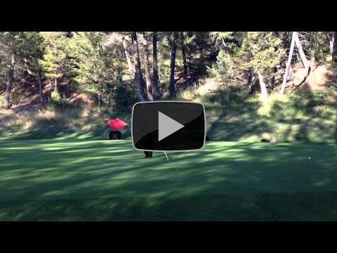 Baby Bear Circus Act on Golf Course - At Fairmont Hot Springs Resort, BC