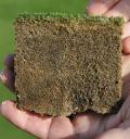 Thatch build up in surface layers