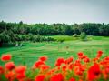 Limagrain poppy flower mixture on a golf course