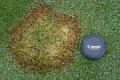 Turf disease