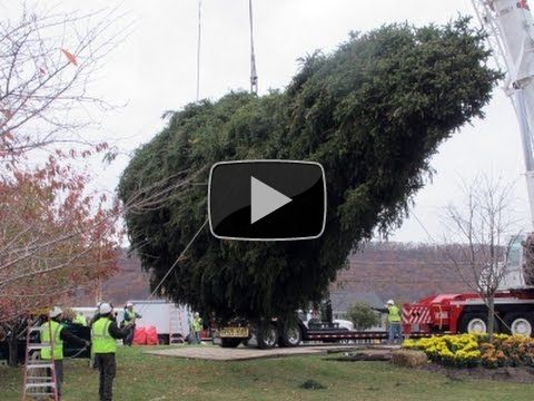 Rockefeller Christmas Tree Coming From Pa.