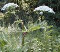 Giant Hogweed in flower