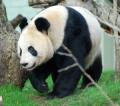 Tian-Tain the panda