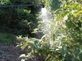 Japanese Knotweed spraying