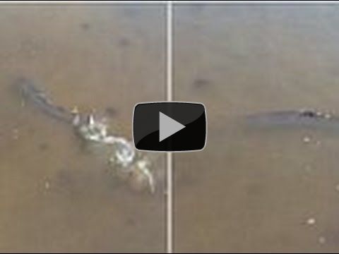 SHOCKING FOOTAGE Shows SALMON FOUND SWIMMING in GOLF BUNKER after STORM DESMOND in SCOTLAND (Raw)