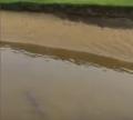 The salmon was found in a bunker on the 3rd hole