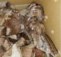 The rescued owl pictured in the Wells Journal 