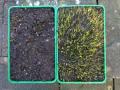 Germin-8 germination trial assessed after 10 days. Untreated left, Germin-8 treated right