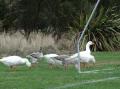 The feathered culprits pictured by the Otago Daily Times
