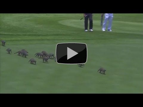 Mongooses invade golf course