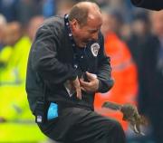 The elusive interloper bit this groundsman to escape his clutches - as pictured by PA in The Daily Mail.