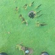Some of the damage to the seventh green
