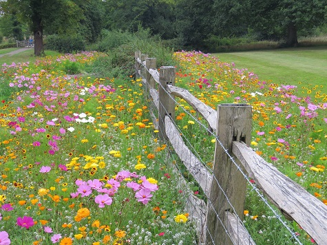 Rigby Taylor’s Euroflor urban meadow flower seed mixes have been used