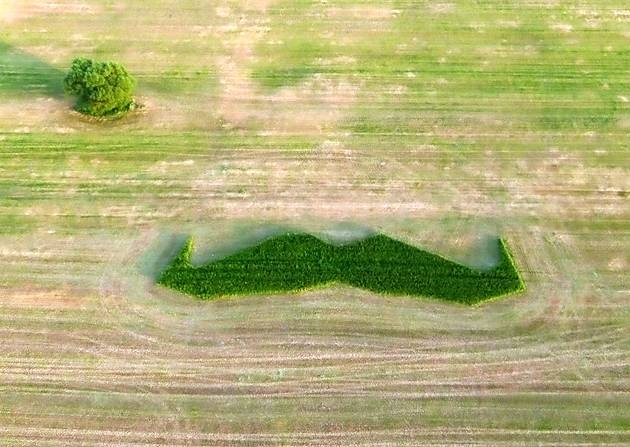 Grass moustache
