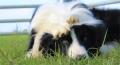 JCB's promotional video for the International Sheep Dog trails