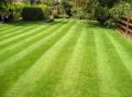 What's the point of lawns?