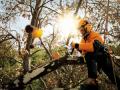 Stihl has shifted its online policy for chain saw sales