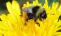 Bee populations are dwindling