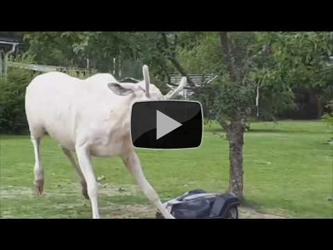 Albino moose getting drunk on apples and fighting the local lawnmower to the death!
