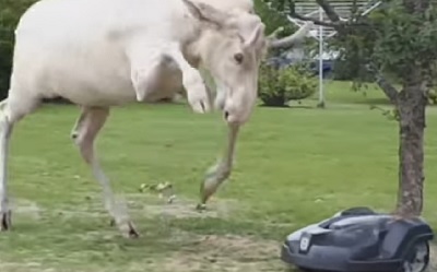 Moose vs mower