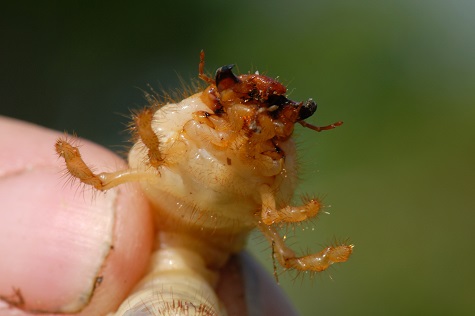 Target chafer grubs early before they reach most damaging late instar stages