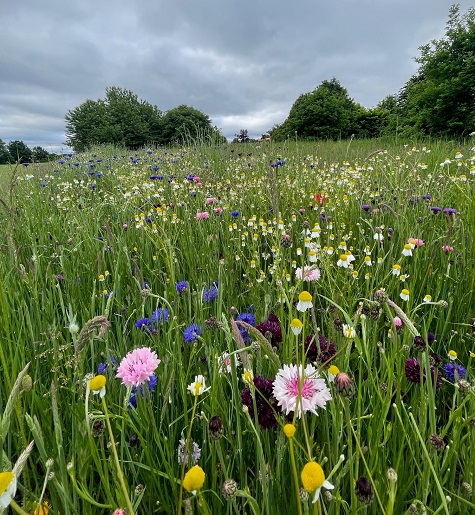 Wildflowers