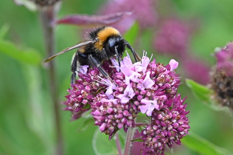 Operation Pollinator