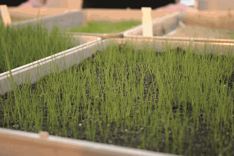 GroundsFest Academy is to launch