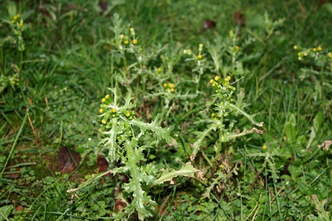 Integrated Weed Management Conference