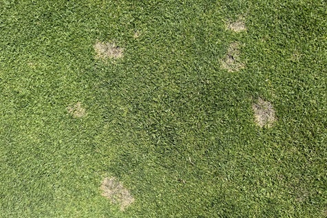 Dollar spot infection symptoms