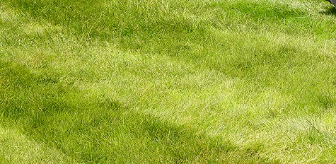 The Lawn Association has announced a new partnership