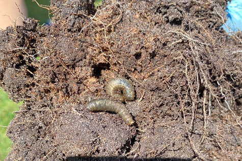 Leatherjackets in soil profile